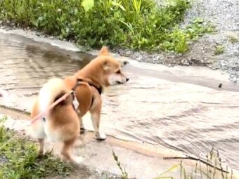 柴犬,動画