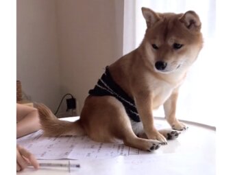 柴犬,動画