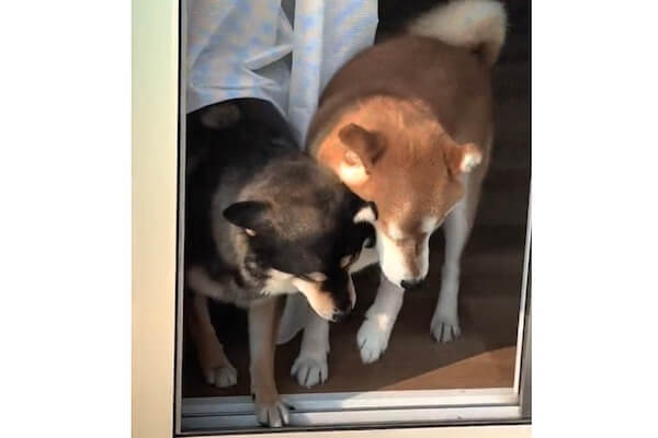 ふたり揃って網戸にバイーン。これは愛おしい【柴犬動画】 | 柴犬