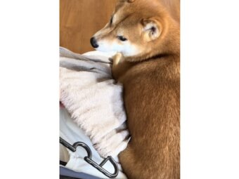 柴犬,動画