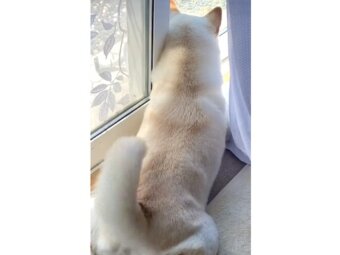 柴犬,動画