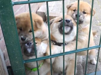 柴犬,動画