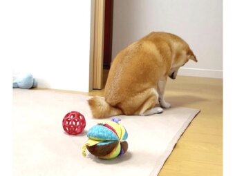 柴犬,動画