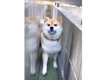 柴犬,動画