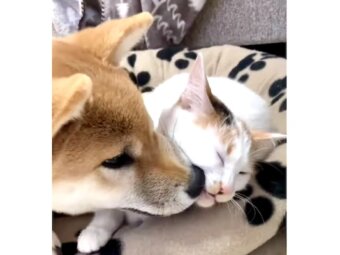 柴犬,動画
