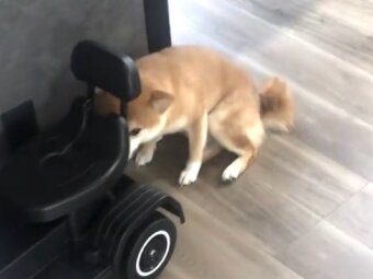 柴犬,動画