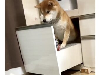 柴犬,動画