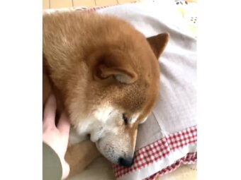 柴犬,動画