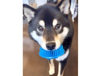 柴犬,動画