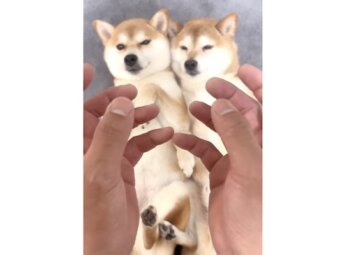 柴犬,動画