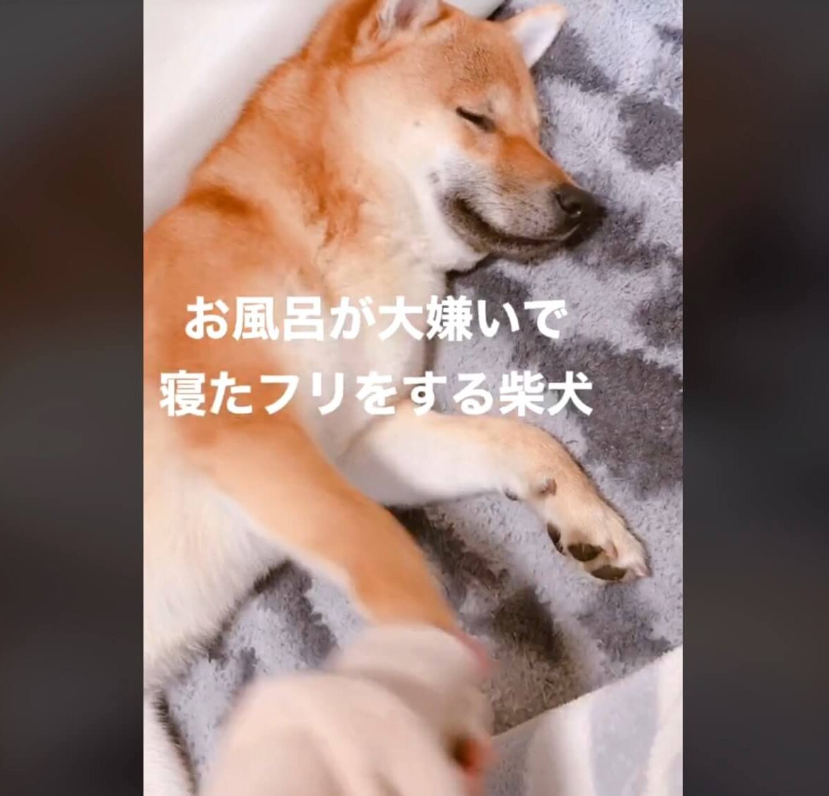 柴犬,動画