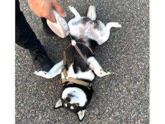 柴犬,動画