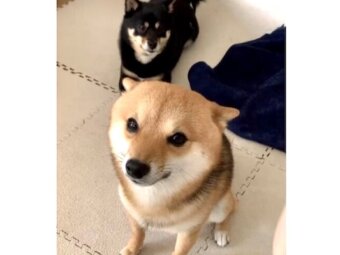 柴犬,動画