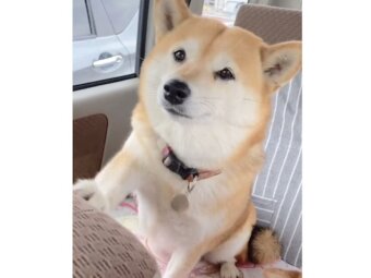 柴犬,動画
