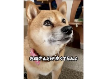 柴犬,動画