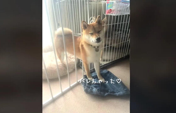 柴犬,動画