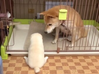 柴犬,動画