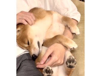 柴犬,動画