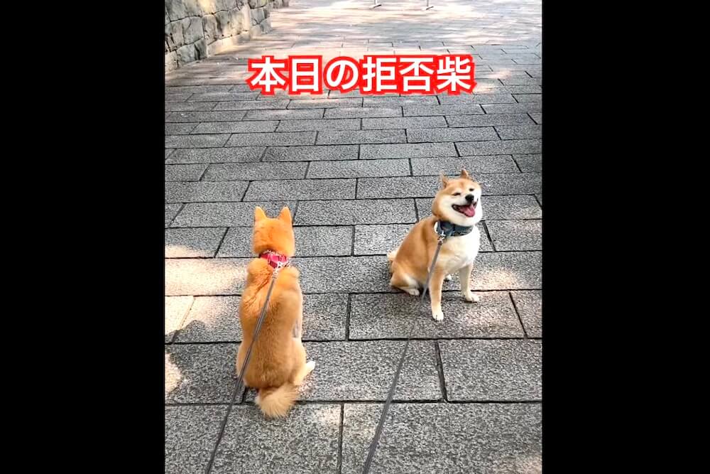 柴犬,動画