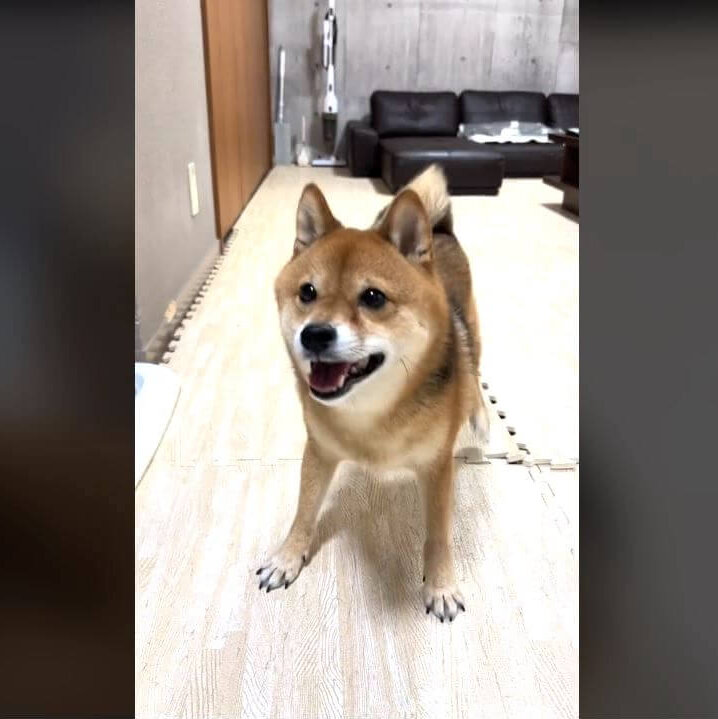 柴犬,動画