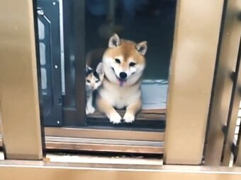 柴犬,動画