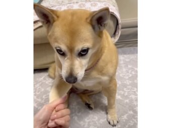 柴犬,動画