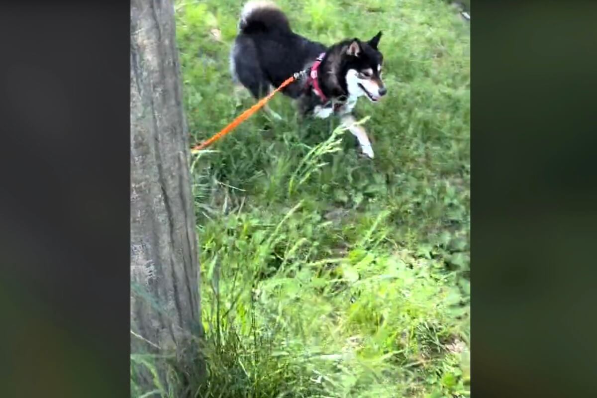 柴犬,動画