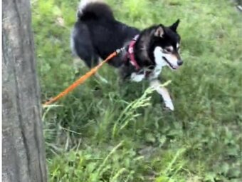 柴犬,動画