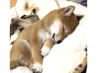 柴犬,動画