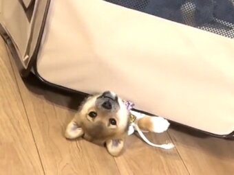 柴犬,動画