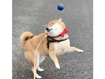 柴犬,動画