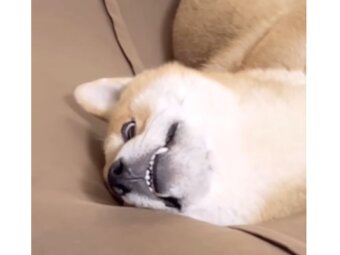 柴犬,動画