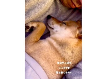 柴犬,動画