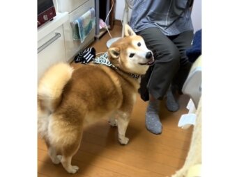 柴犬,動画
