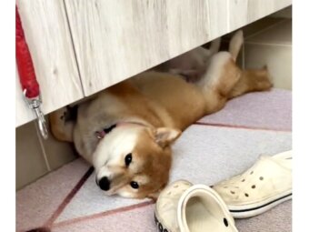 柴犬,動画