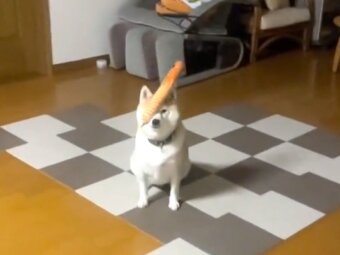 柴犬,動画
