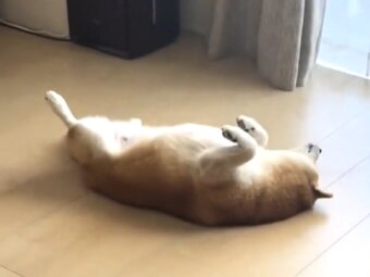 柴犬,動画