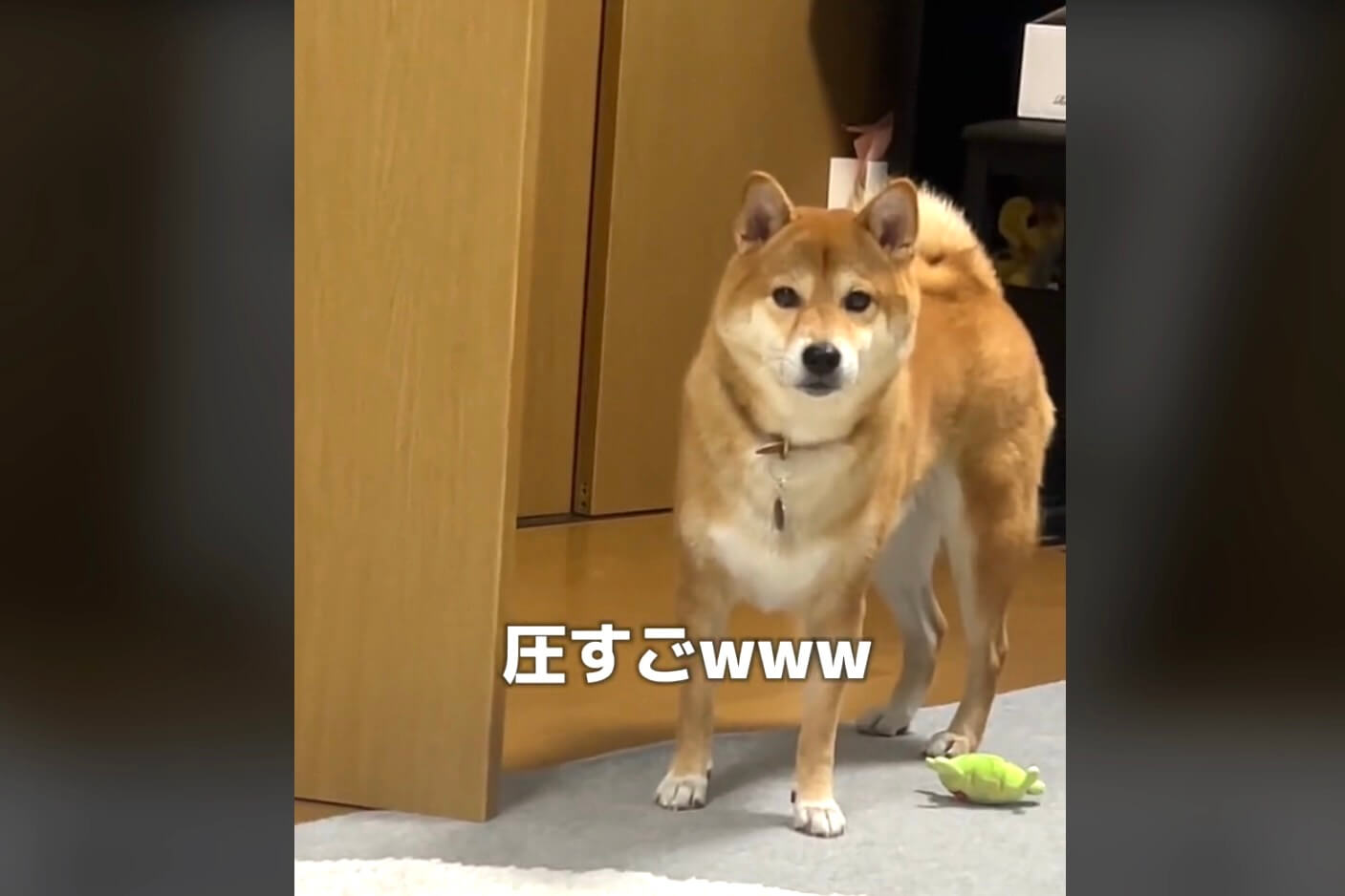 柴犬,動画