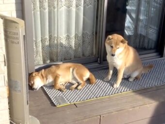 柴犬,動画