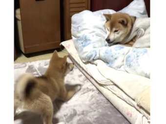 柴犬,動画