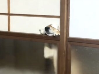 柴犬,動画