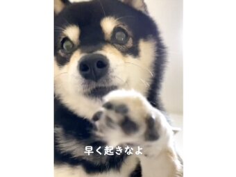 柴犬,動画
