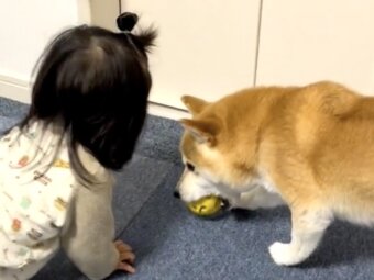 柴犬,動画