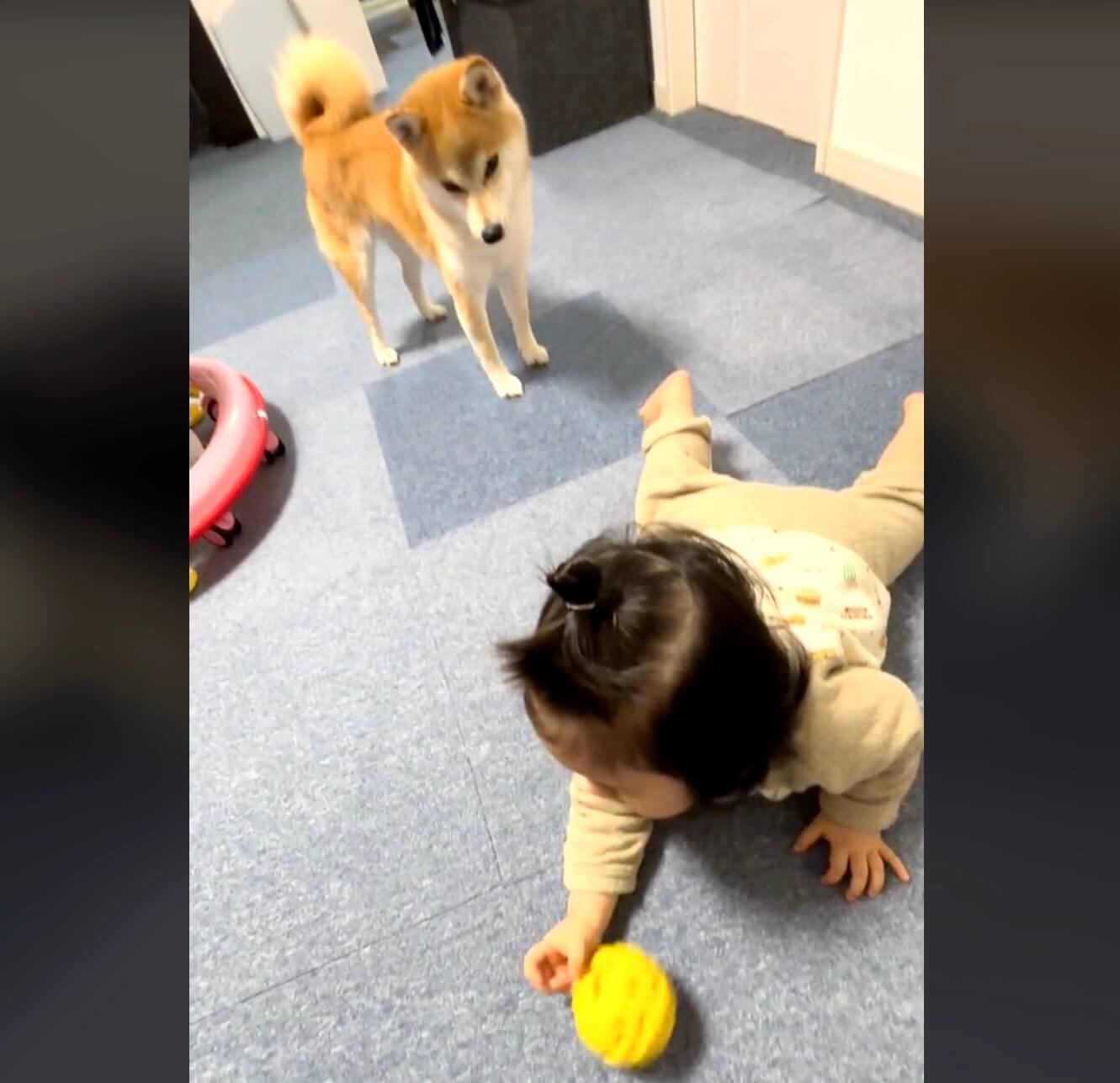 柴犬,動画