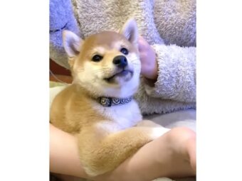 柴犬,動画
