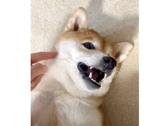 柴犬,動画