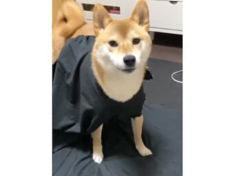 柴犬,動画