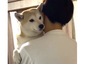 柴犬,動画