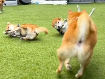 柴犬,動画