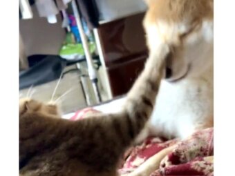 柴犬,動画